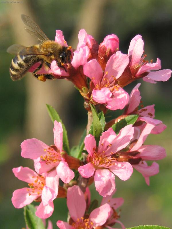 Foto: V�elka M�ja-m�jov� op�len� na mandloni