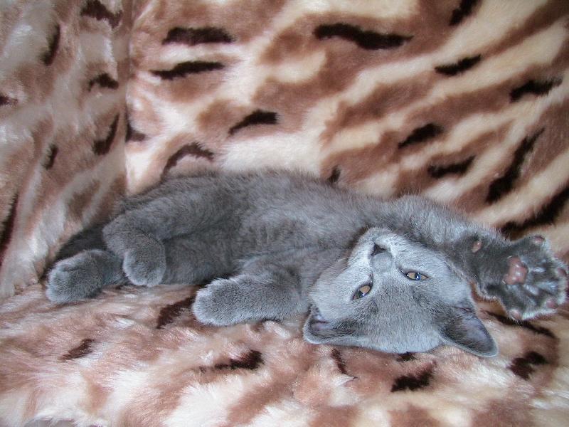 Foto: Ko��tko ELLY-Ko��tko ELLY