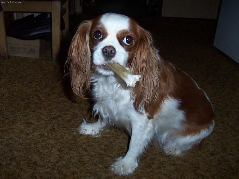 Foto: Model 2006-Na�e fene�ka v obdob� h�r�n� ve slu�iv�ch kalhotk�ch