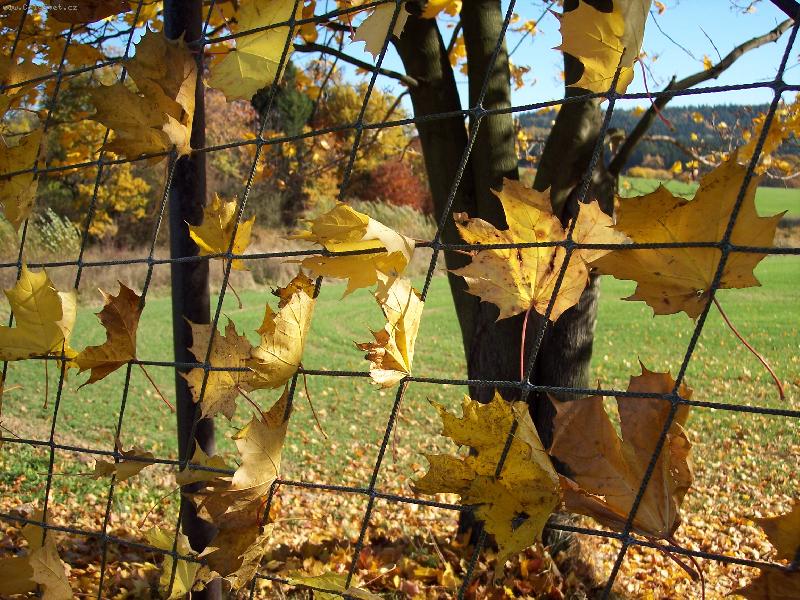 Foto: Podzim-List� nachytan� na brank��sk� s�ti