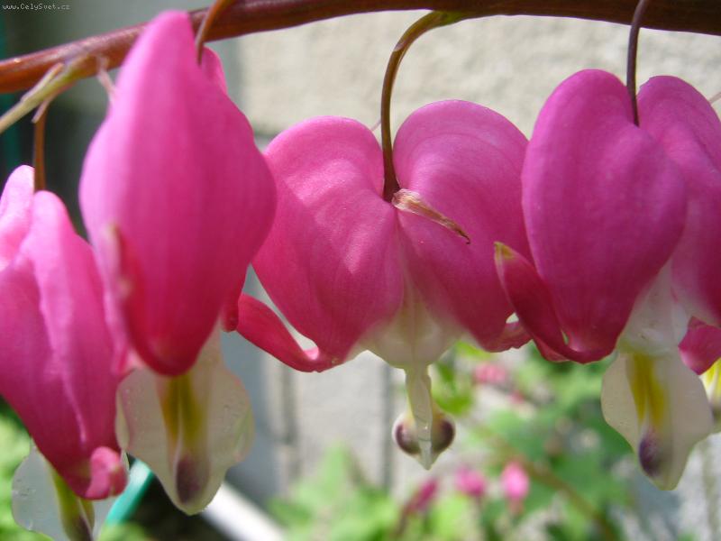 Foto: Srdcovka-takhle vypad� srdcovka focen� zbl�zka