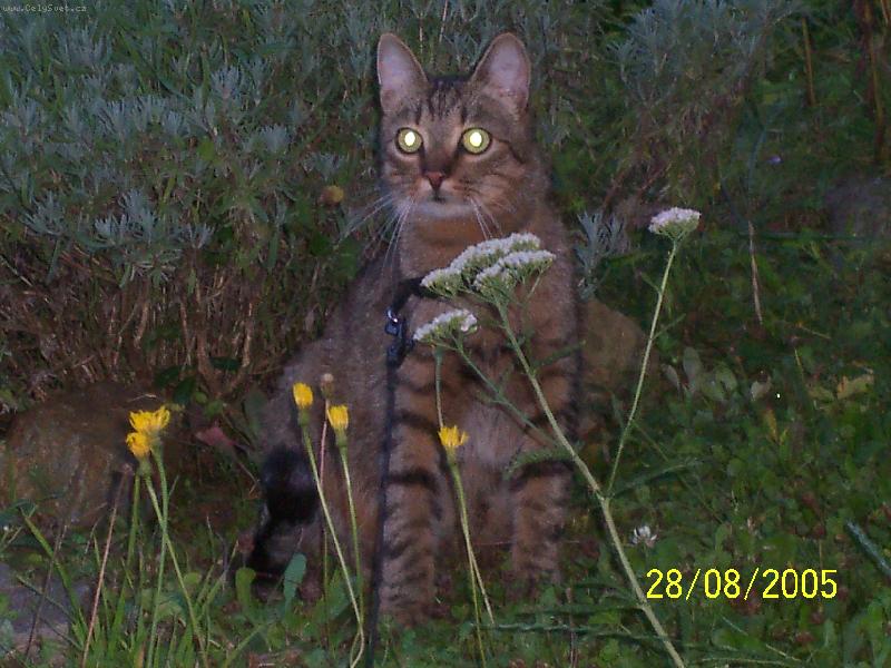 Foto: no�n� lovec