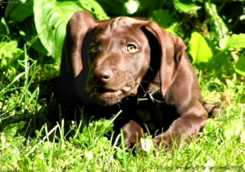 Foto: Dast�k- prvni foto-.....bacha na m�!!