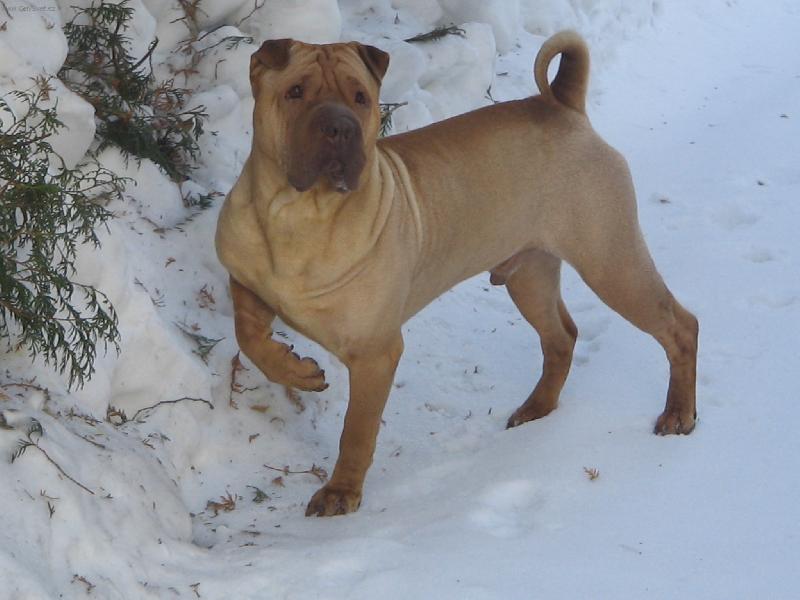 Foto: To kouk�te...co-Apollo ve sv�m pel�ku