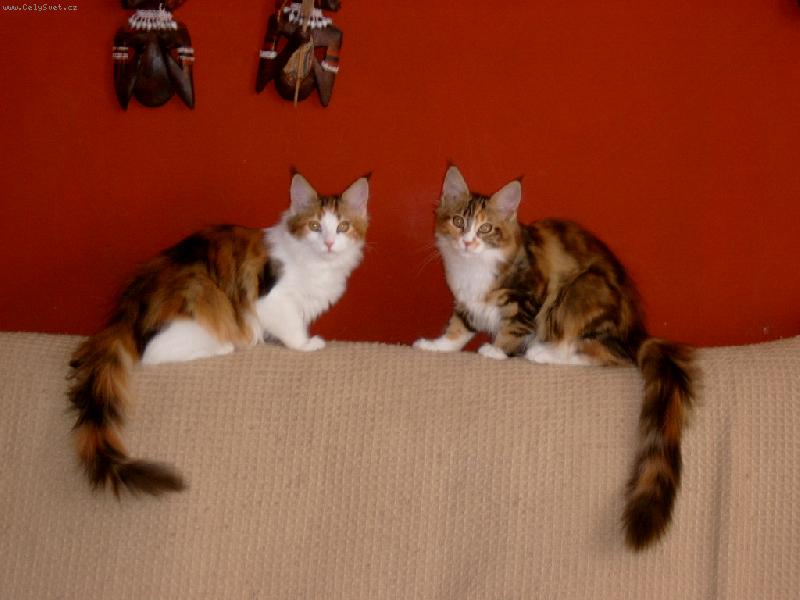 Foto: Moje holky-Moje holky