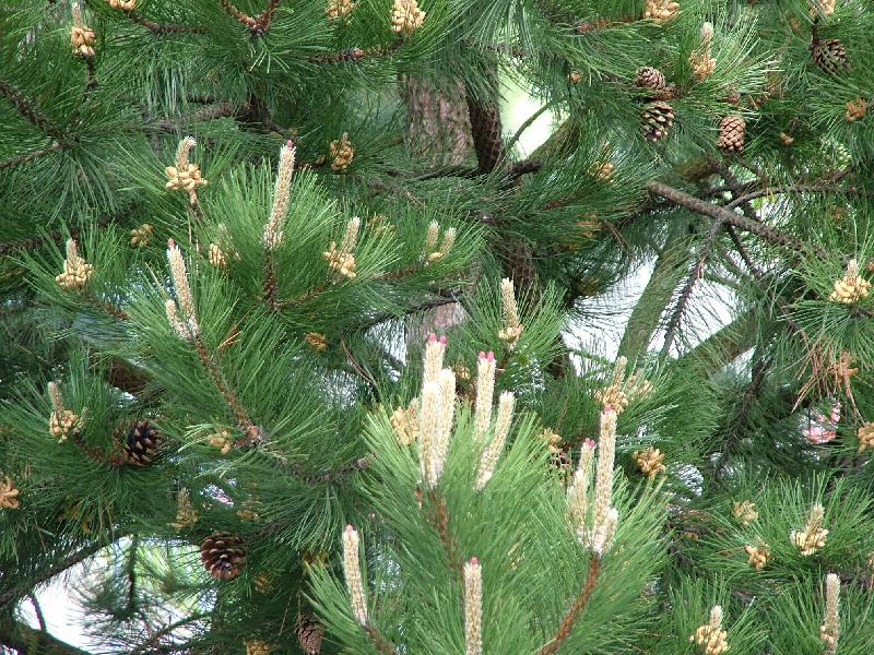 Foto: Kvetouc� jehli�nany-A vid�li jste kv�st borovici?
