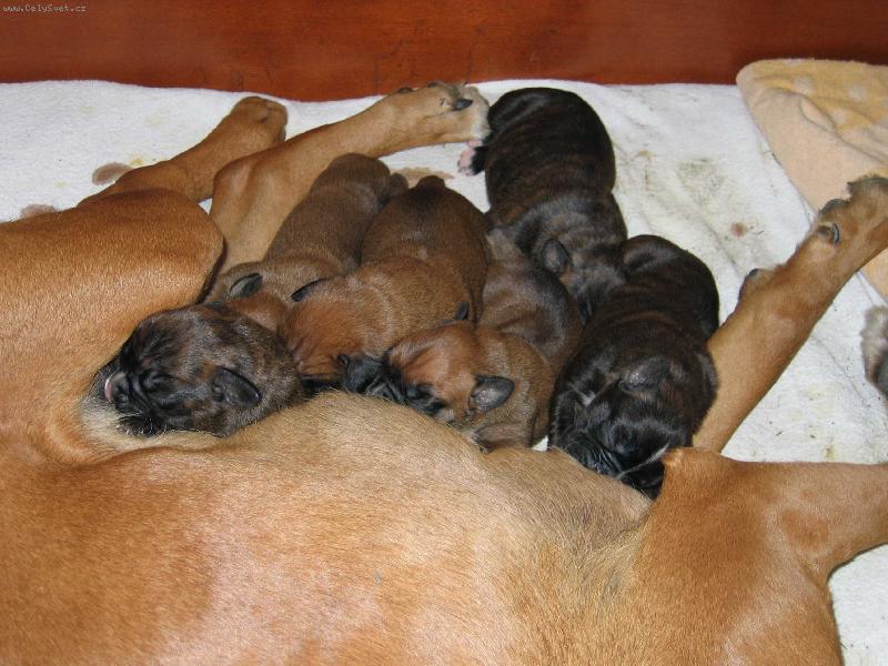 Foto: krmen� drav� zv��e