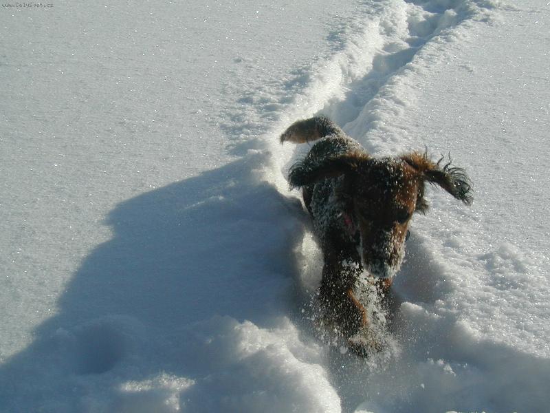 Foto: sn�ek-S�rinka ve sn�hu