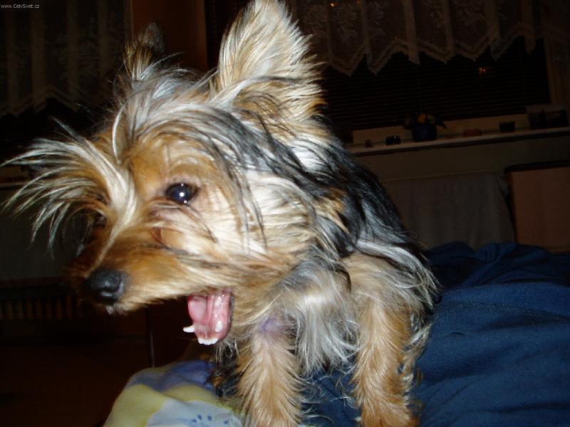 Foto: Jork��ra�ka Amy-J�� to sem ale unaven�!!!