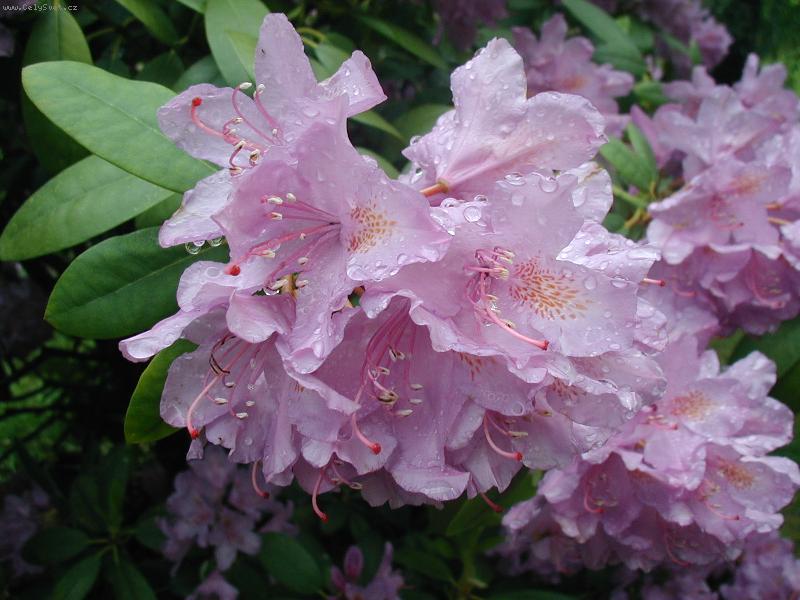 Foto: rann� rosa-rosa na kv�tu