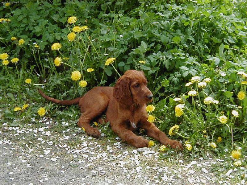 Foto: D�ma s pampeli�kami-Wictoria Backham z Arislandu po p�ijezdu do nov�ho domova