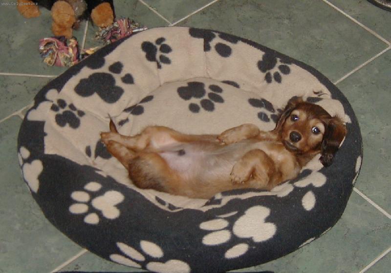 Foto: Jsem chlap a kdo je v�c......-Ant�resek ve v�ku p�ti t�dn� u� v�, pro� se narodil.