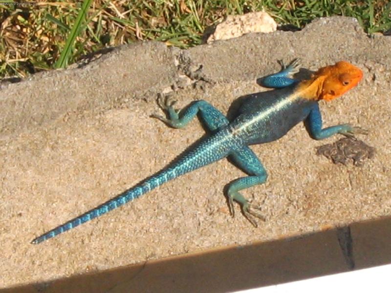 Foto: agama osadn�