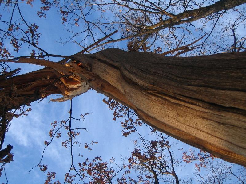 Foto: strom oto�en� bleskem