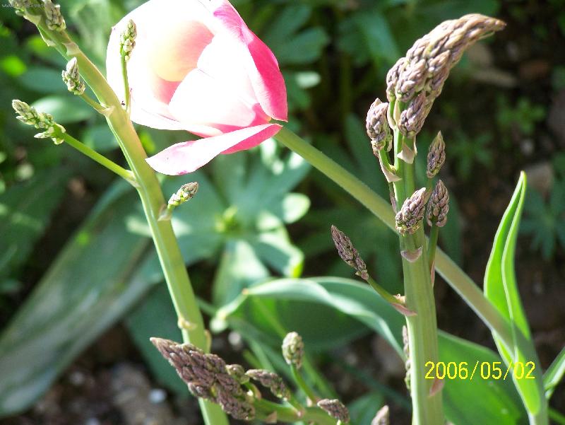 Foto: Tulip�n �ern�-V�jme�n� a p�itom p�irozen�...