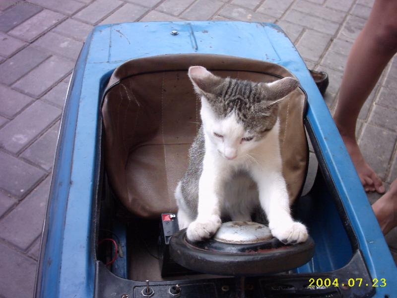 Foto: mouran-n� p�isp�sobyv� kocourek=o)