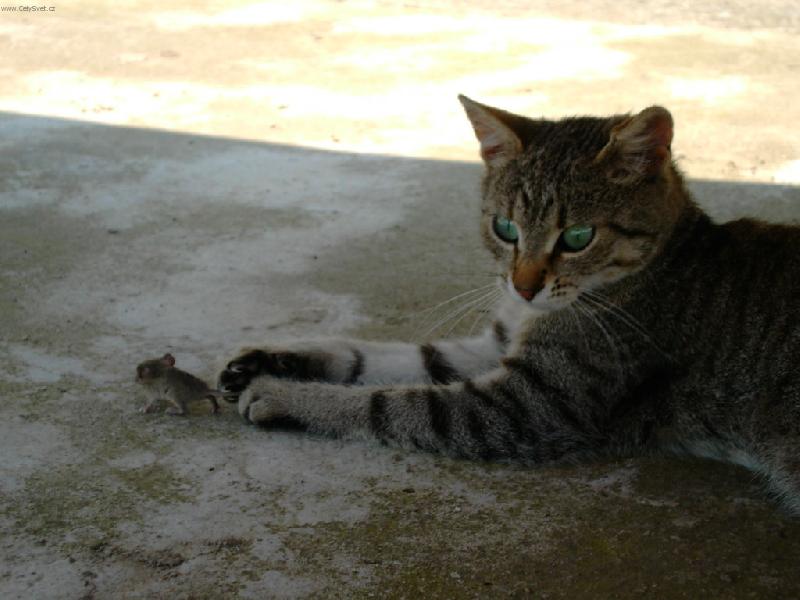 Foto: Tygra s my�kou