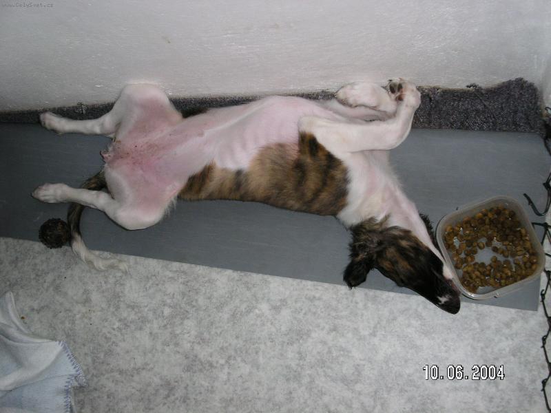 Foto: pohodov� sp�nek-CH.,JCh,EJW Charyzma Chwili Polot jako �t���tko