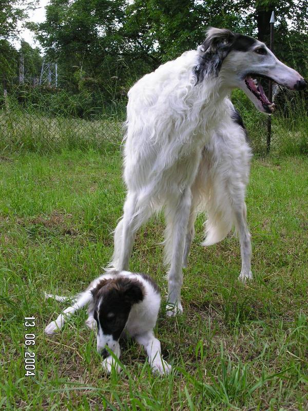 Foto: Mal� a velk�-barzojov� Tram�n Nijinski a Celny Cytat Polot