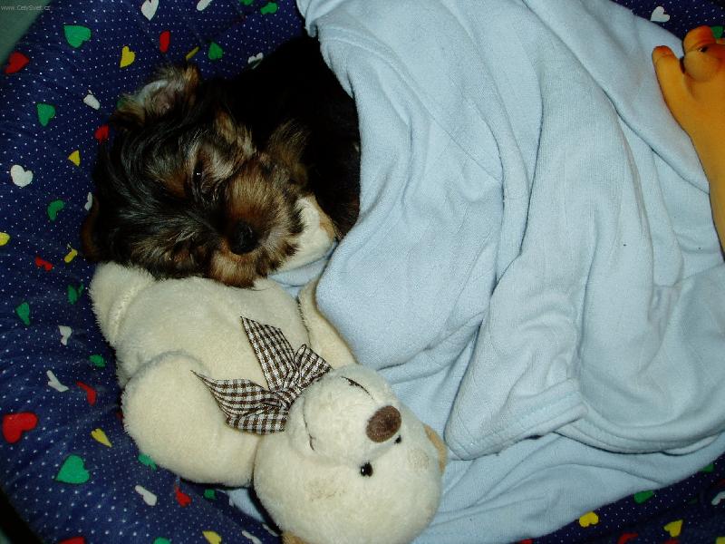 Foto: Amynka v pel�ku-Dobrou noc a sladk� sny!