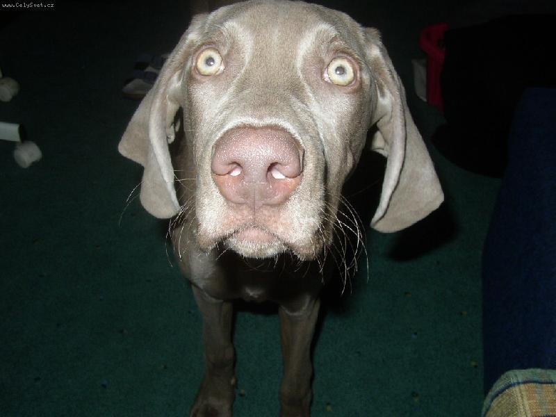 Foto: Kuk-u� m� zase fot�...