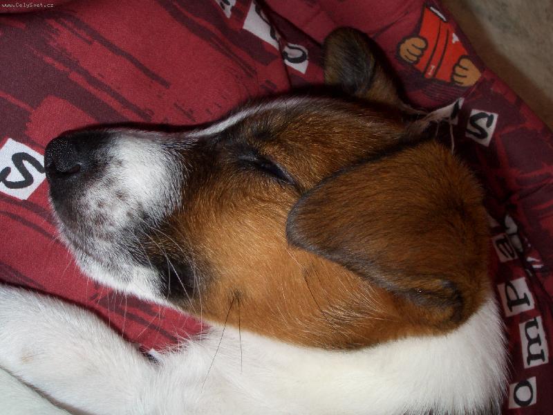 Foto: rasty-na�e kr�sn�  �t�n�tko