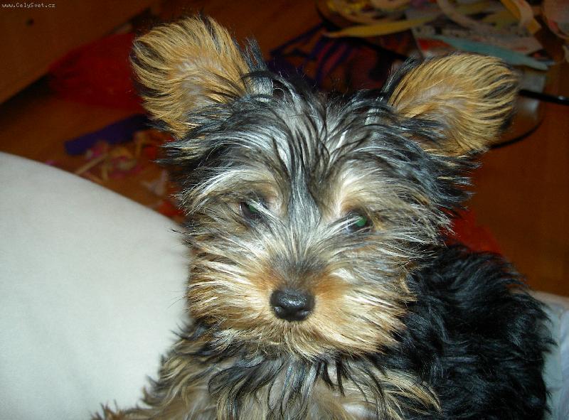 Foto: Ahojky-Assinka