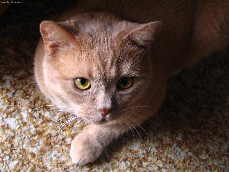 Foto: schovanej pod stolem