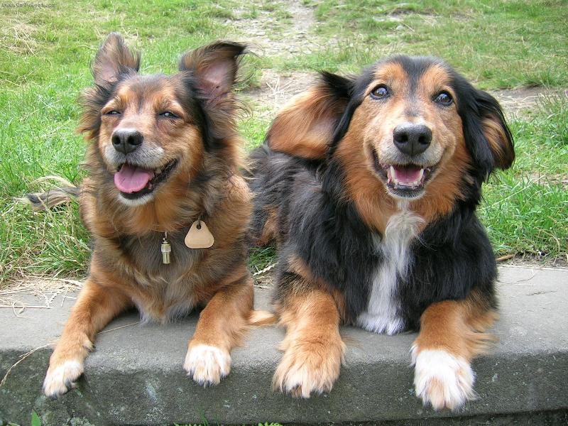 Foto: Belinka a Bert�k na dovolen�-Dovolen� v Ji�et�ne pod Jedlovou