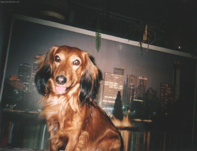Foto: Albert-Tak to jsem j�, sv�tov� pes