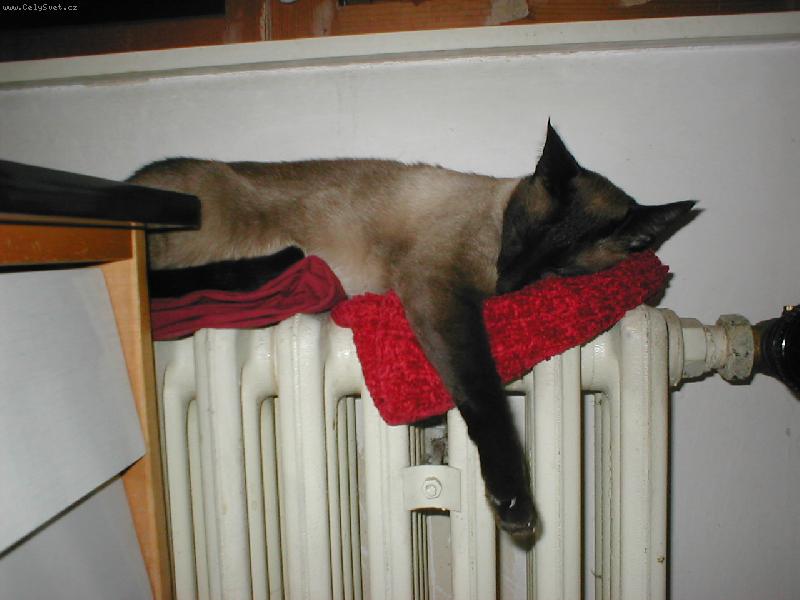 Foto: Po dobr�m ob�d�....-kocour le�� na topen�