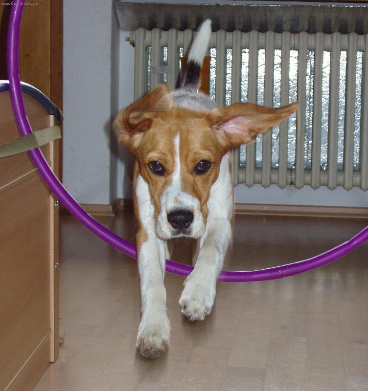 Foto: U� let�����m!!!-Agility trening doma koli uprsanemu dnu.