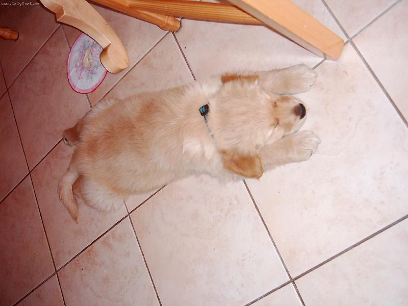 Foto: Max�k-takhle bych se nejrad�i povaloval cel� den:-))