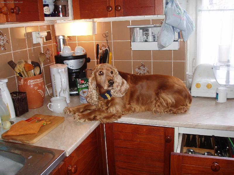Foto: Tak kde m� to slibovan� mas��ko ?-foto kokr�paniela na kuchy�sk� lince