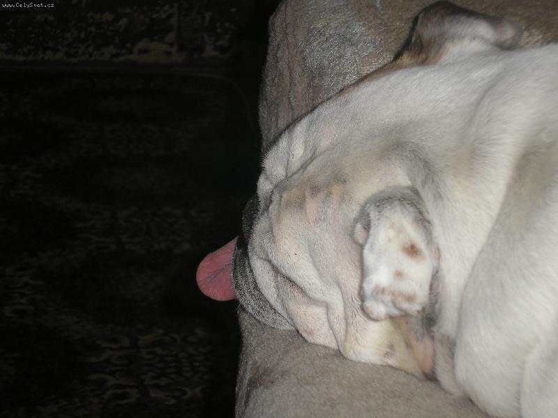 Foto: Hajan� buldinka-Na�e spinkaj�c� hol�i�ka