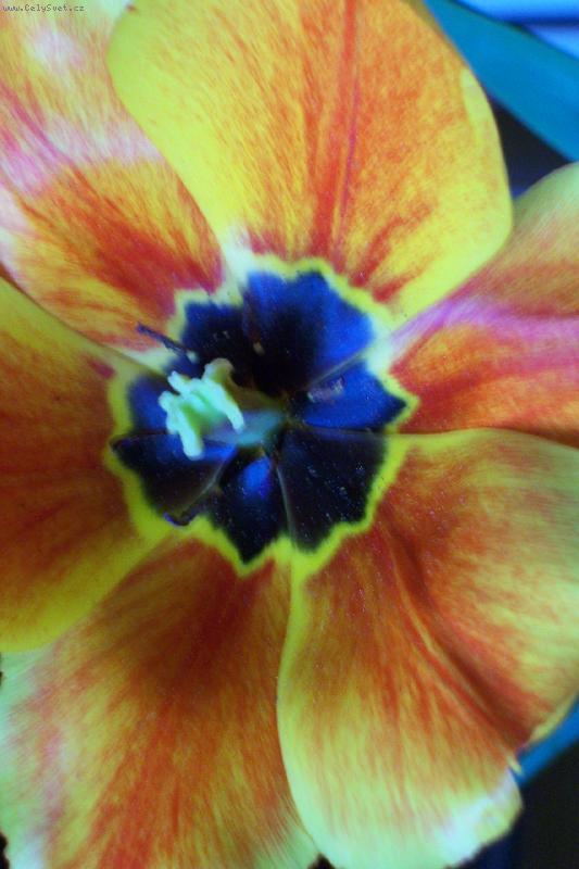 Foto: tulip�nov� kv�t.JPG