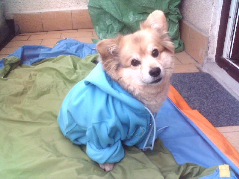 Foto: Be�ulda-No jo no, zase moje mikina.