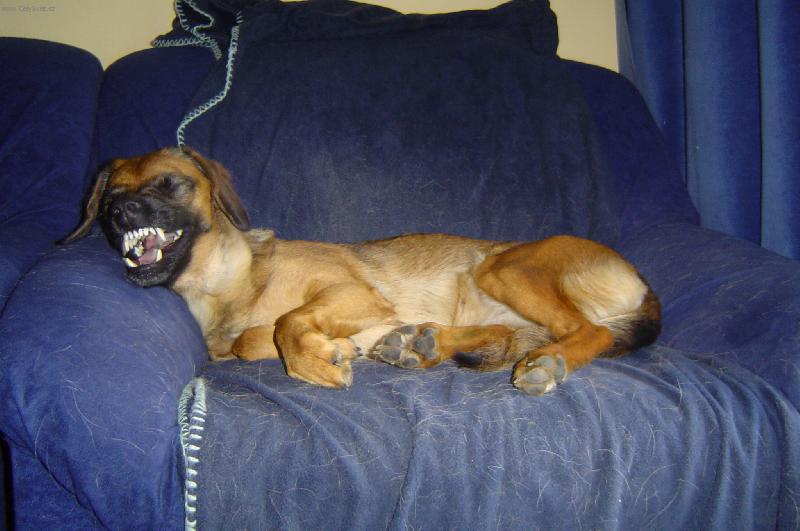 Foto: Usm�vat se pros�m-Fenka  Eli�ka  m�la divok� sny