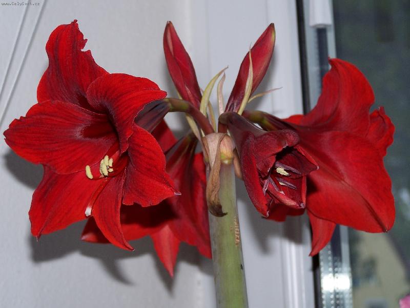 Foto: �estikv�t-Z jednoho stonku 6 kr�sn�ch kv�t�
