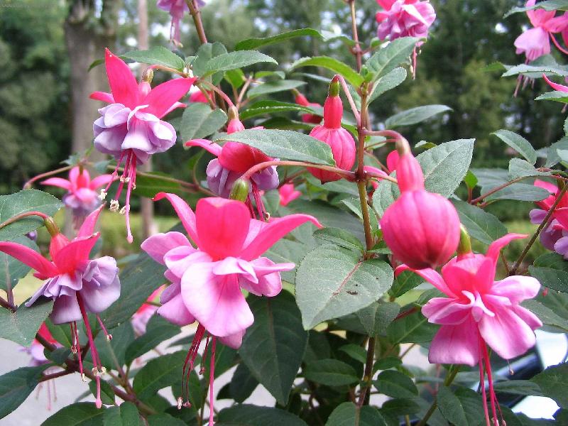 Foto: Fuchsie