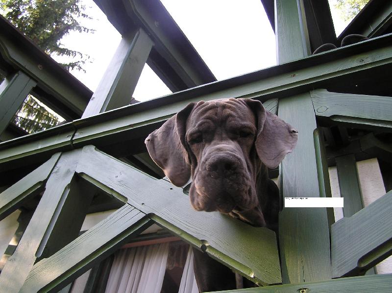 Foto: Bast�k na terase-takhle n� �pehoval :o))