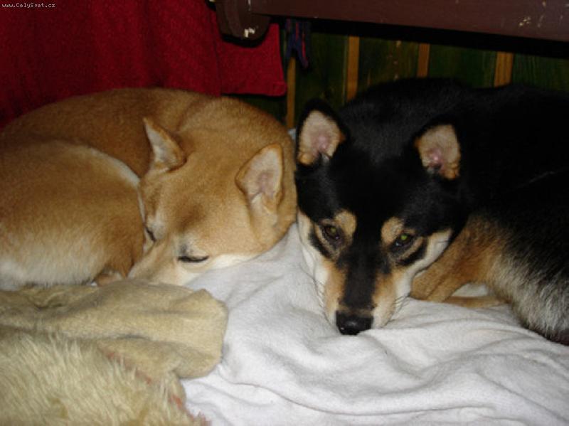 Foto: shibinky-Neru�te n�s,pros�m!