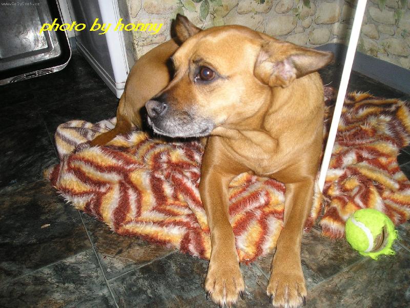 Foto: Wikinka(sm�en� plemeno psa)-nojo na�e Wikinka a �idle...l�ska nebesk�