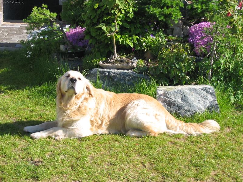 Foto: hauuu-bacha na me budu u� brzi tata :D