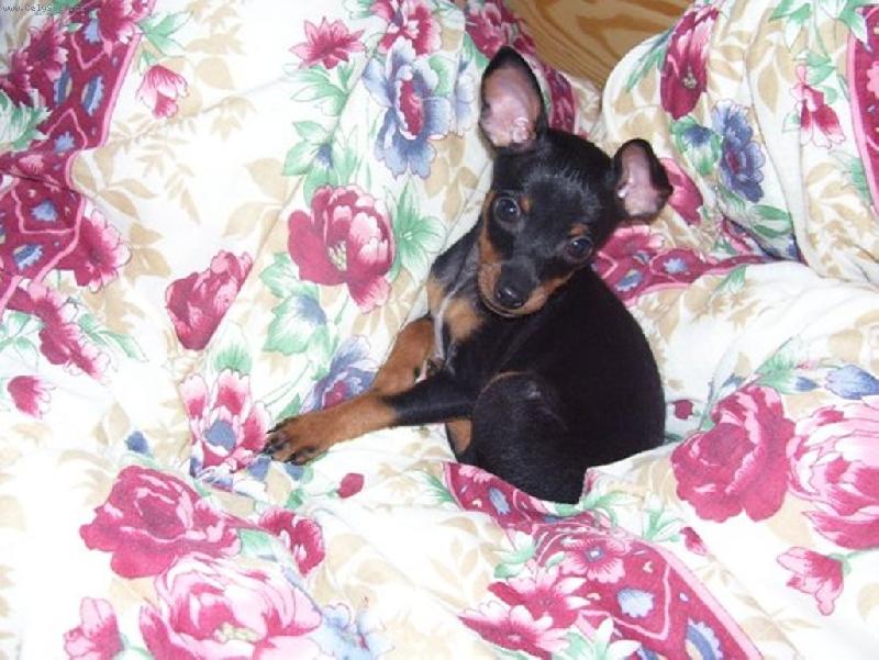 Foto: ��pkov� r��enka-prost� veg�� =)