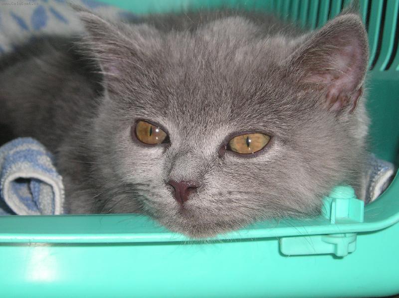 Foto: po v�letu-modrav�ch d�lek vol�n�.....