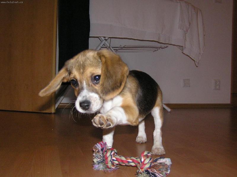 Foto: A m�m t�...-Biggy a uzl�k