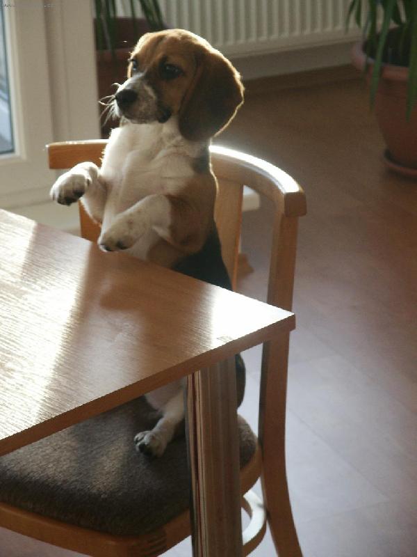Foto: Packy m�m umyt�, tak noste na st�l.-Biggy se rychle nau�ila stolovat :o)