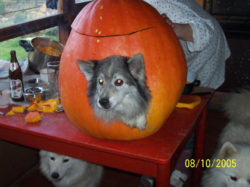 Foto: M�j dome�ek-To �ubrn�te jak� m�m dome�ek