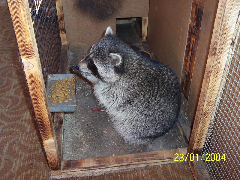 Foto: medv�dek m�val-to je dobr�tka